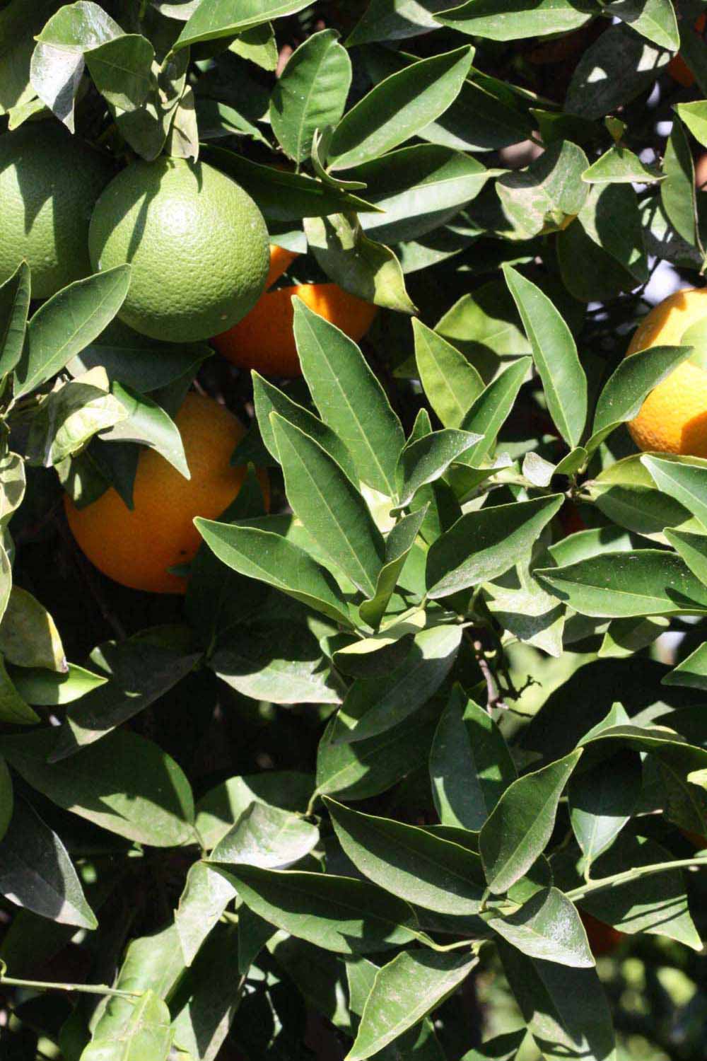              Sun leaves (Riverside, CA)       